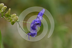 Aconitum napellus monk`s-hood