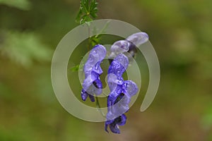 Aconitum napellus monk`s-hood