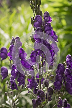 Aconitum Napellus, monk`s-hood, aconite or wolfsbane, plant Aconitum of the family Ranunculaceae