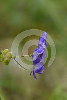 Aconitum napellus monk`s-hood  in autumn in alps