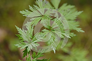 Aconitum napellus monk`s-hood  in autumn in alps