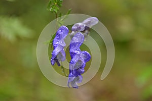 Aconitum napellus monk`s-hood  in autumn in alps