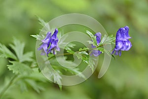 Aconitum napellus monk`s-hood  in autumn in alps