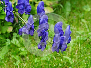 Aconitum Napellus Or Monkshood In Bloom