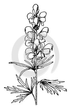 Aconitum Napellus vintage illustration