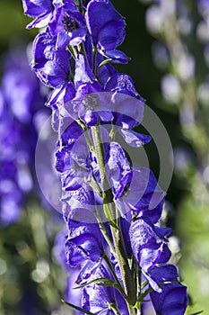 Aconitum `Newry Blue`