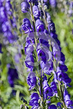 Aconitum `Newry Blue`