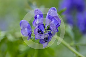 Aconitum plicatum dark blue flowers in bloom, high flowering plant