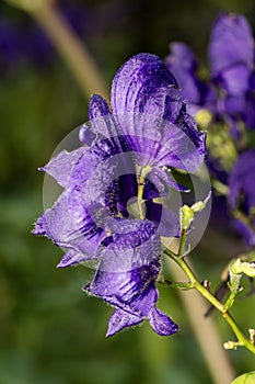 Aconitum \'Spark\'s Variety