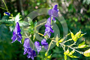 Aconitum variegatum flowers in Vanoise national Park, France