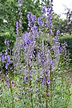 Aconitum wolf\'s bane toxic blue flowers