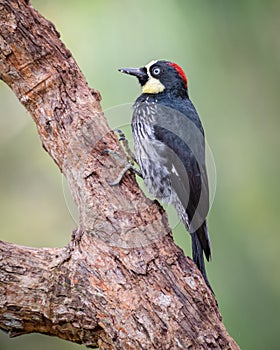 Acord woodpecker melanerpes formicivorus hiding food inside the trunk of a tree