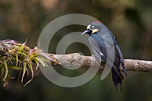 Acord woodpecker melanerpes formicivorus perched on a tree branch and a bromeliad in search of food
