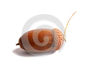 Acorn