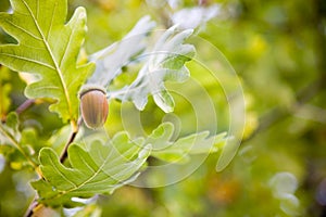 Acorn photo