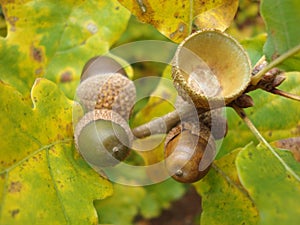 Acorn photo