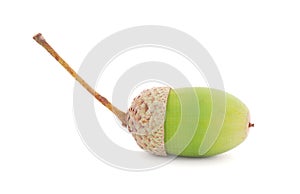 Acorn