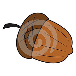 Acorn