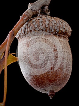 Acorn