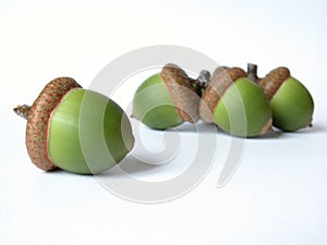 Acorn photo