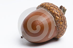 Acorn photo