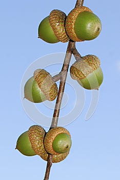 Acorn