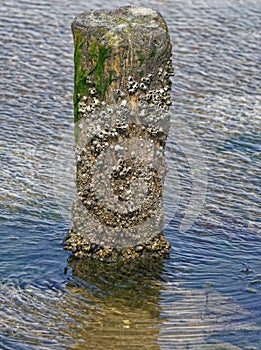 Acorn barnacle,Semibalanus balanoides photo