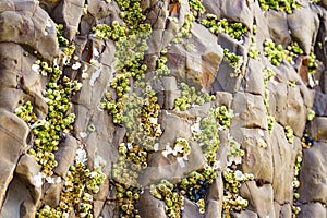 Acorn barnacles, also called rock barnacles, or sessile barnacles,symmetrical shells attached to rocks at Avila Beach, CA