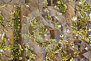 Acorn barnacles, also called rock barnacles, or sessile barnacles,symmetrical shells attached to rocks at Avila Beach, California