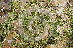 Acorn barnacles, also called rock barnacles, or sessile barnacles, symmetrical shells attached to rocks at Avila Beach, California