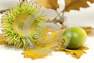 Acorn capule and leaves