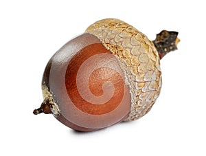 Acorn closeup photo