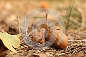 An acorn closeup in a brown forest in autumn