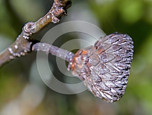 Acorn cupule still attached to the branch