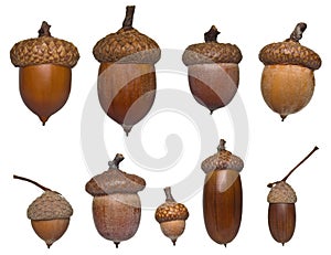 Acorn different type and sizes