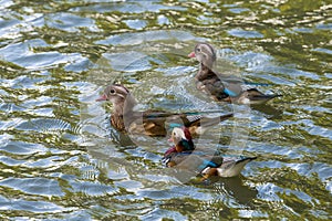 Acorn ducks in lake