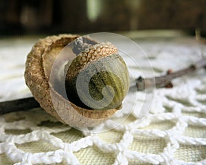 Acorn in empty cupule on lace doily