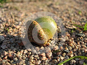 Acorn on a Footpath