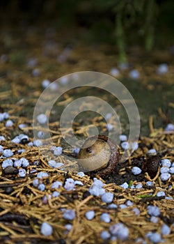 Acorn On Forest Ground