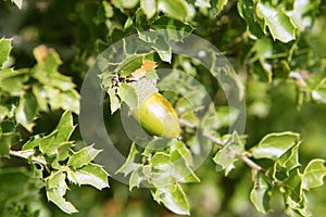 Acorn green fruits on the oak tree in the forest