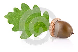 Acorn with green leaf