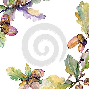 Acorn green leaves and nuts. Watercolor background illustration set. Frame border ornament square.