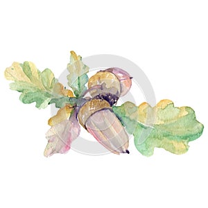 Acorn green leaves and nuts. Watercolor background illustration set. Isolated oak illustration element.