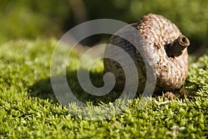 Acorn on Green Moss