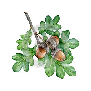 Acorn with green oak leaves. Watercolor painted illustration. Hand drawn realistic oak tree brown nut with green leaf on