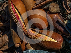 Acorn on ground that has started to burst open