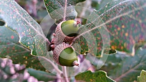 Acorn growing in an oak tree