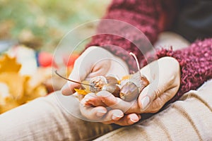 Acorn in hand