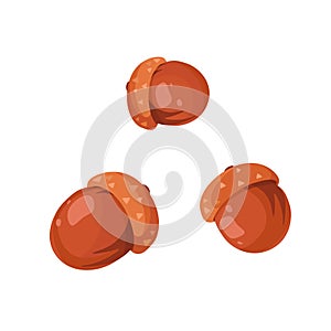 Acorn icons set. Flat set of acorn vector icons for web design