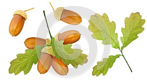 Acorn isolated. A group of ripe brown acorns on branch with oak leaves and single acorn and branch isolated on white background